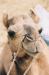 12-jaisalmer-velbloud.jpg -     :  :     :  :
