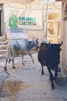 Jaisalmer kravy