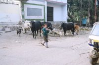 Varanasi - krávy na ulici